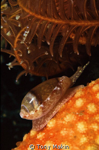 Marginella shell by Tony Makin 